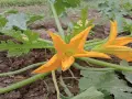 Fiori di zucca arancioni brillanti sbocciano su una pianta rigogliosa, promettendo un raccolto gustoso.