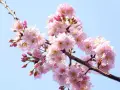 Un ramo di ciliegio in fiore, con petali rosa delicati e boccioli, pronto per un innesto primaverile.