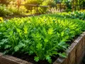 Rucola in vaso, rigogliosa e verde brillante, baciata dal sole del mattino in un orto rialzato.