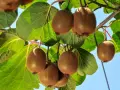 Kiwi maturi pendono dai rami, pronti per la potatura. Foglie verdi e cielo azzurro fanno da sfondo a questi frutti pelosi.