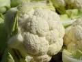 Un primo piano di un cavolfiore bianco e fresco, con le sue cimette dettagliate e le foglie verdi che lo circondano.