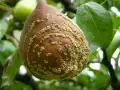 Pera colpita da monilia, con macchie giallastre. Si cerca un monilia trattamento biologico per salvare il raccolto.