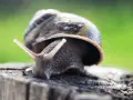 Una lumaca di terra, tra tutti i tipi di lumache, si affaccia da un tronco.