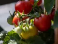 Pomodori maturi e acerbi, un tripudio di ortaggi estivi che promettono sapori succosi.