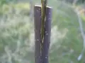 Innesto a spacco su un giovane melo da seme, tecnica essenziale per ottenere frutti di qualità.