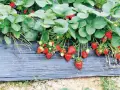 Fragole mature e verdi pendono da piante rigogliose su telo nero, un metodo efficace per come piantare le fragole con il telo.