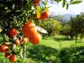 Aranci maturi pendono dai rami in un agrumeto, pronti per la raccolta. La potatura arancio è essenziale per la salute degli alberi.