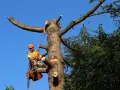 Un arboricoltore esperto è impegnato a potare alberi alti, assicurando la sicurezza e la salute della vegetazione.