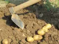 Zappa e patate appena raccolte dal terreno. Un momento di lavoro e soddisfazione quando si raccolgono le patate.