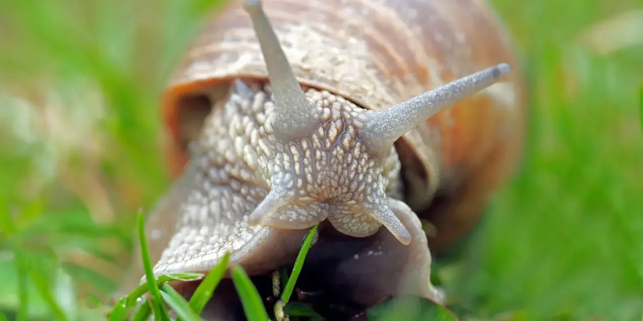 Una lumaca si nutre di erba fresca. Ecco cosa mangiano le lumache, un pasto semplice ma nutriente nel loro habitat naturale.