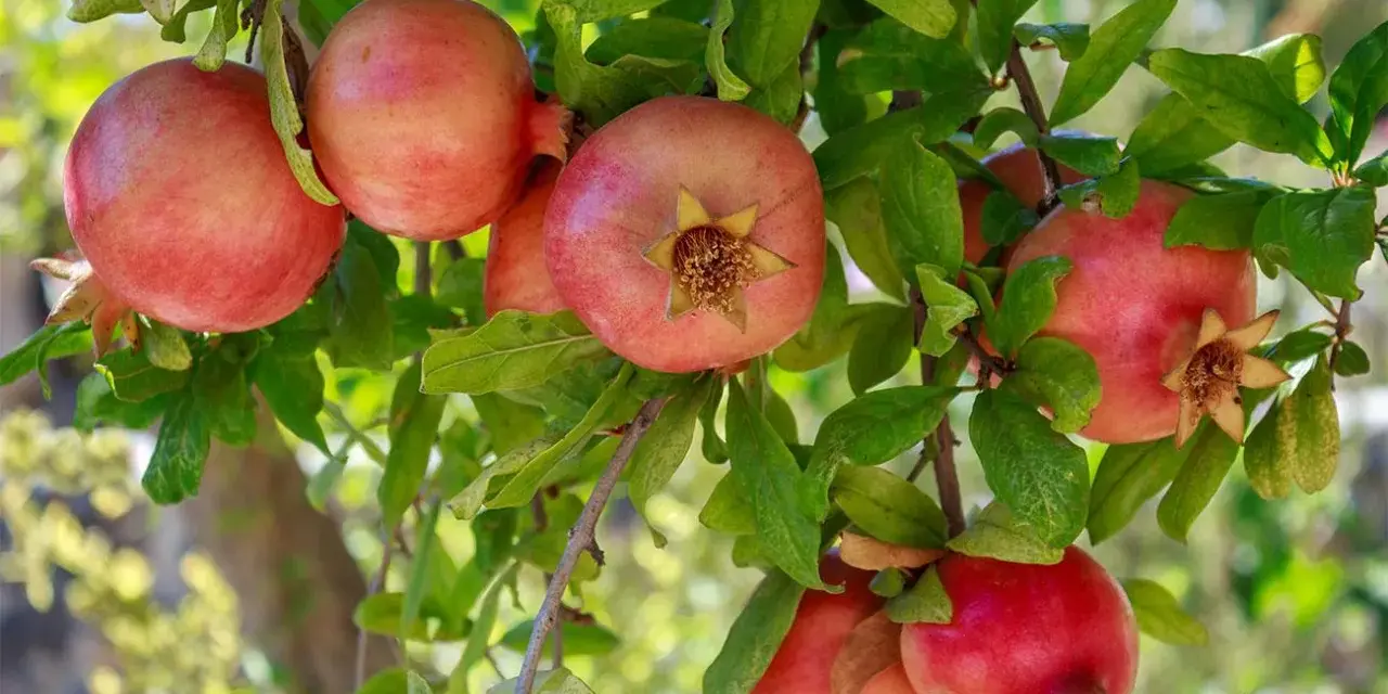 Melograni maturi pendono dai rami verdi, pronti per la raccolta dopo la potatura.