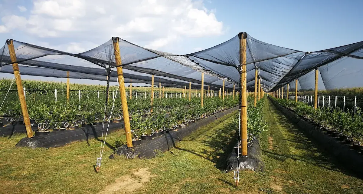 Filari di giovani piante di mirtillo sotto reti protettive, in un campo dedicato alla mirtillo coltivazione.