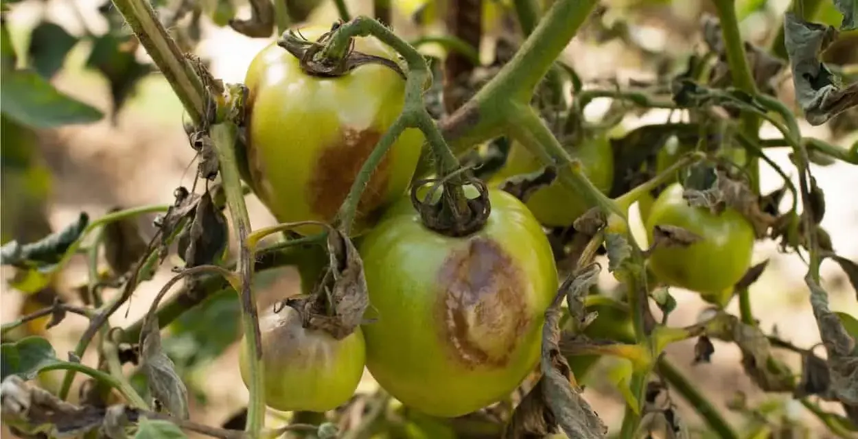 Pomodori verdi con macchie marroni e foglie secche, indicative di malattie del pomodoro.