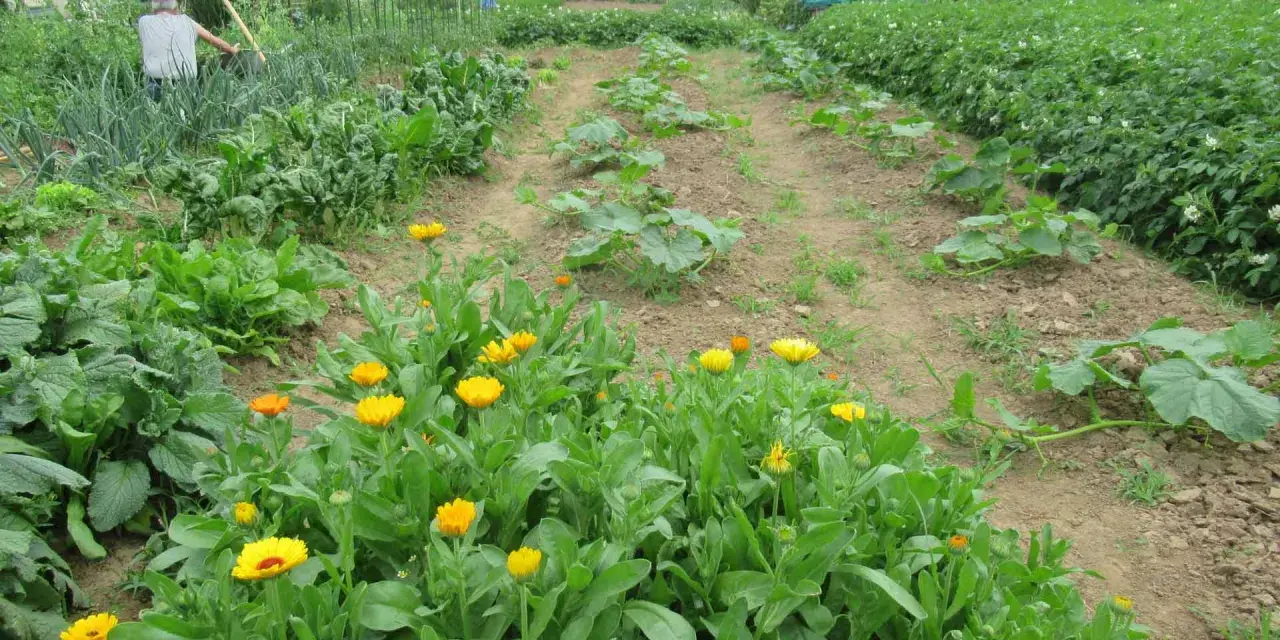 Fioritura di calendula in un orto. I semi di calendula si piantano in primavera, quando il terreno è caldo.