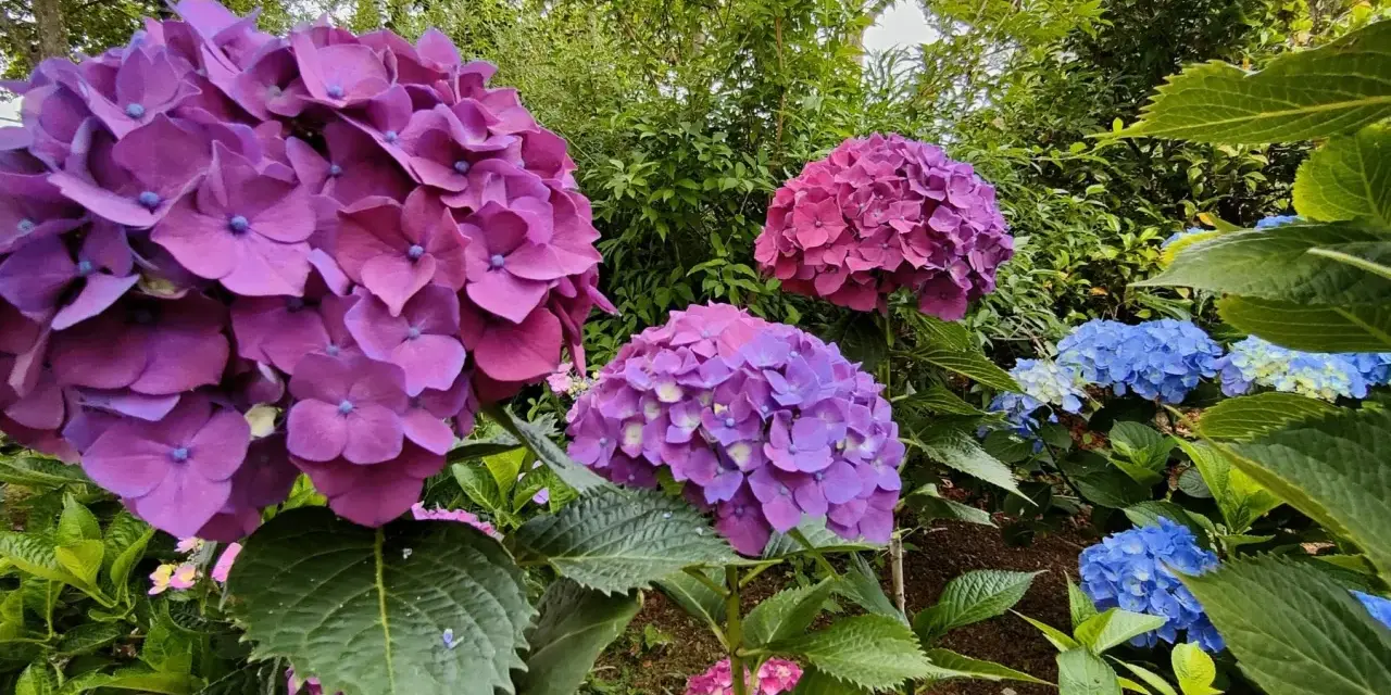 Ortensie viola e blu in fiore. Per una fioritura rigogliosa, scopri come potare le ortensie.