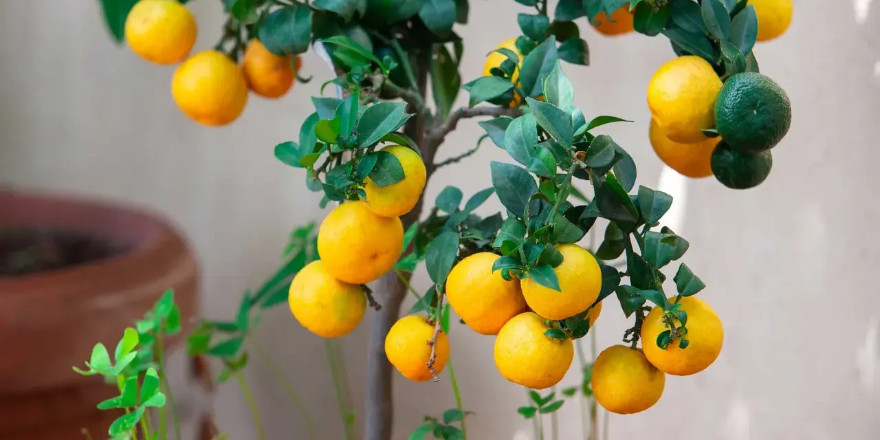 Un nespolo in vaso carico di frutti gialli e verdi, con foglie lucide. Un piccolo albero da frutto che porta allegria.