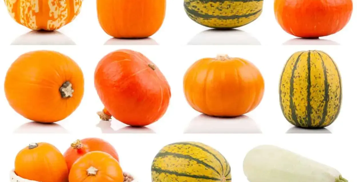 Una collezione di zucche di varie forme e colori, tra cui una zucca lunga arancione.