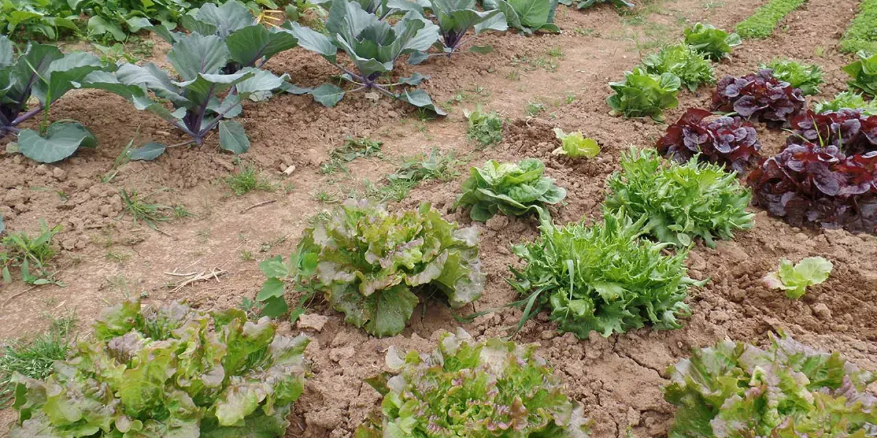 Un orto rigoglioso con diverse varietà di lattuga pronte per essere raccolte. Impara come raccogliere l'insalata per un pasto fresco.