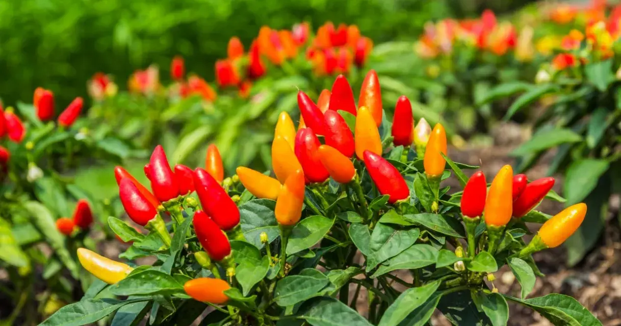 Piante di peperoncino in vaso, cariche di frutti rossi e arancioni, pronte per la raccolta.