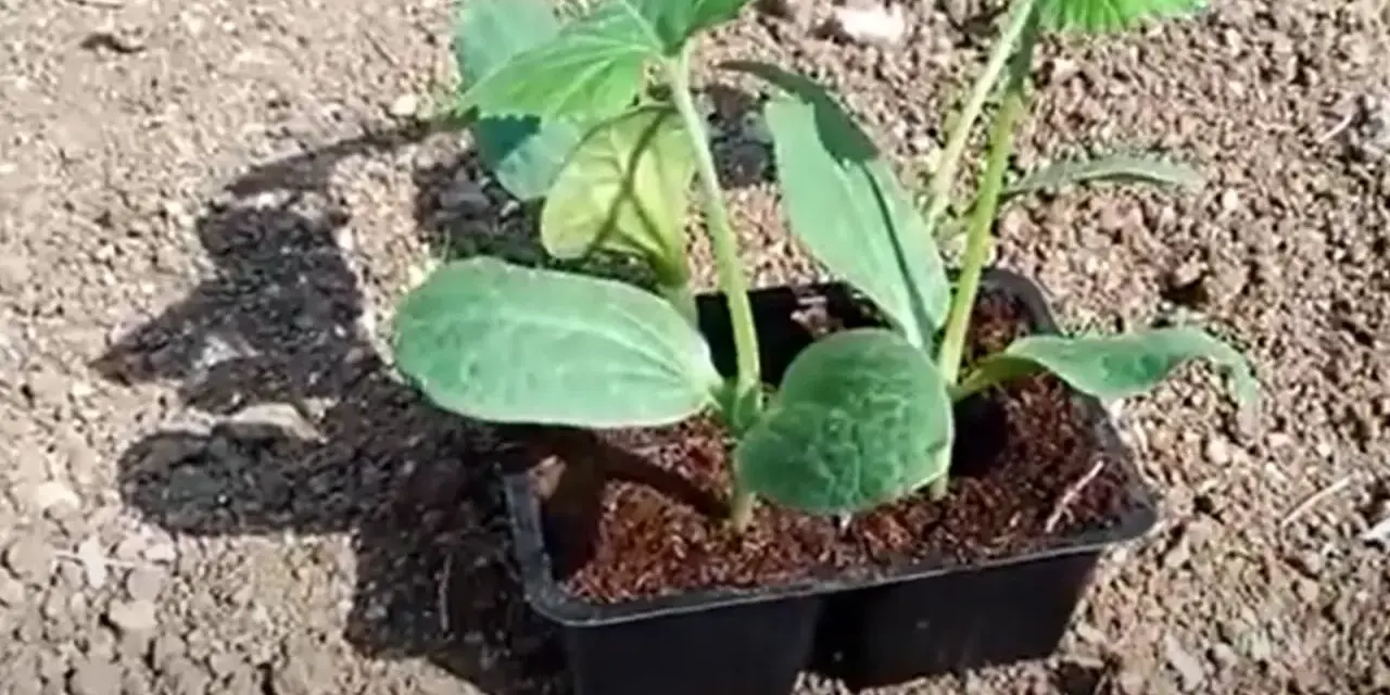 Piantine di melanzane in vasetto, pronte per il trapianto. Il periodo melanzane è iniziato, con queste giovani piantine che promettono un raccolto abbondante.