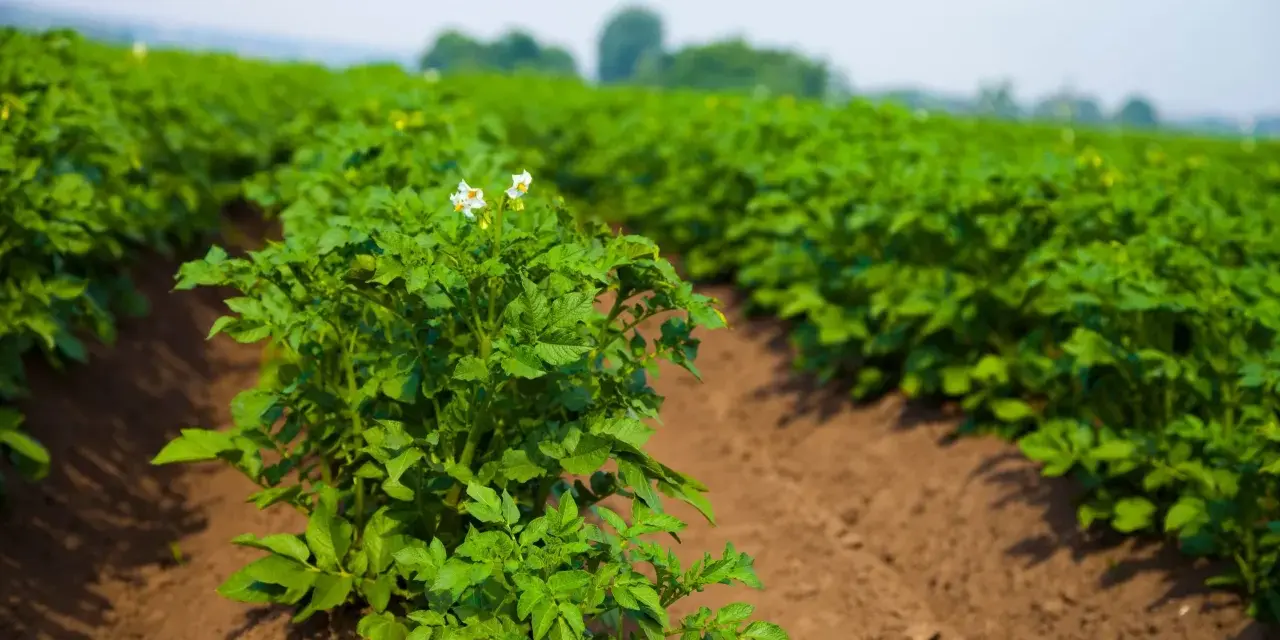 Un campo di patate in crescita, con file ordinate di piante verdi e qualche fiore bianco. È il momento ideale per la semina delle patate, promettendo un raccolto abbondante.
