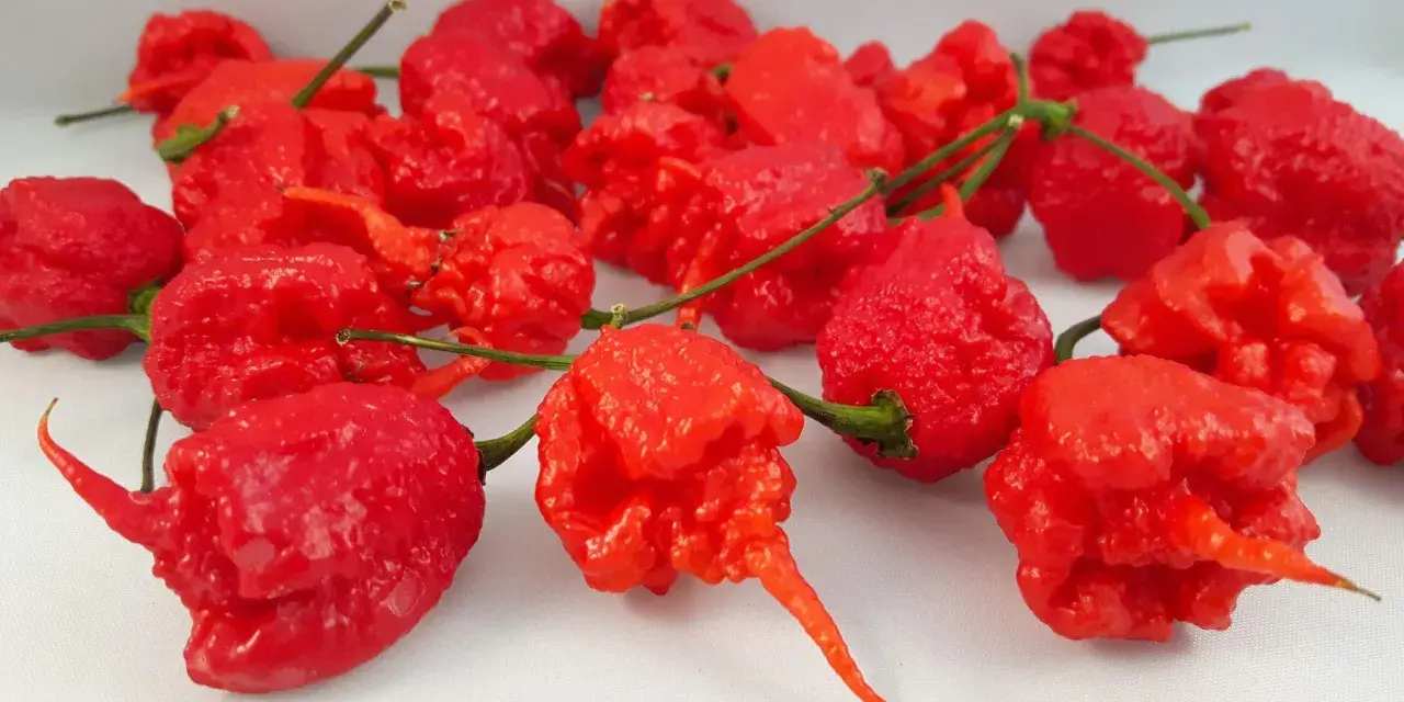 Un gruppo di peperoncini rossi, rugosi e appuntiti, tra cui spicca il peperoncino più piccante al mondo.