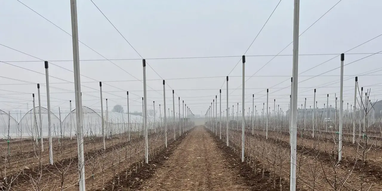 Filare di giovani alberi di mele in un frutteto con pali e fili per il supporto.