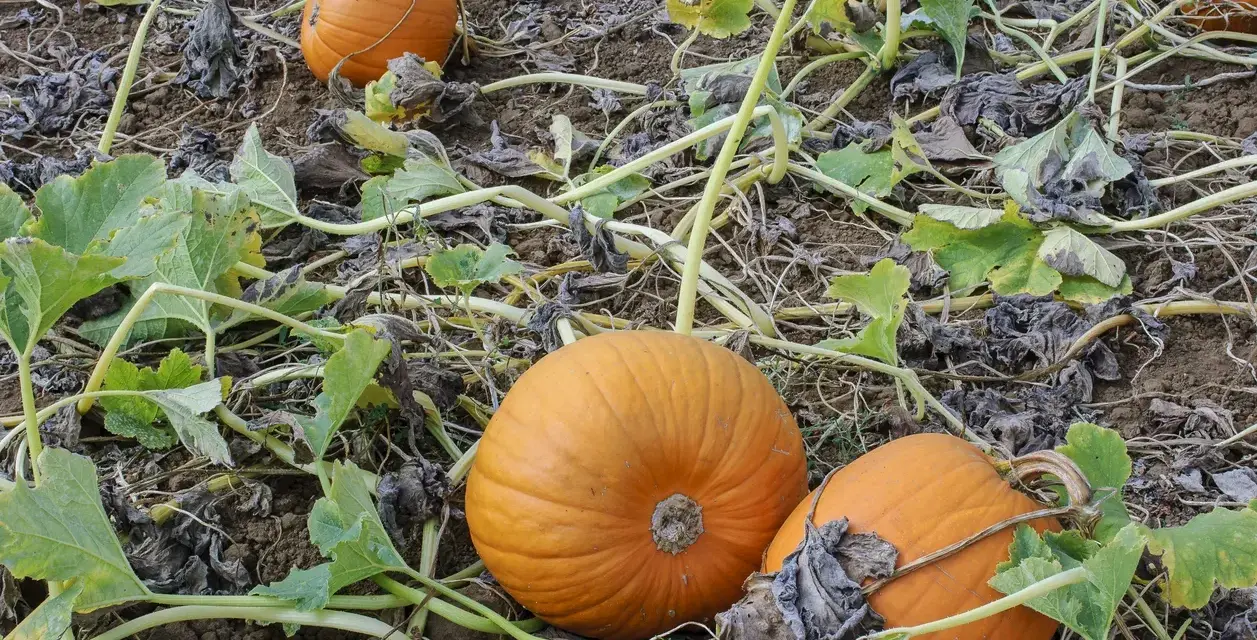 Zucca coltivazione: arance zucche mature giacciono sul terreno tra le foglie verdi e secche, pronte per il raccolto.