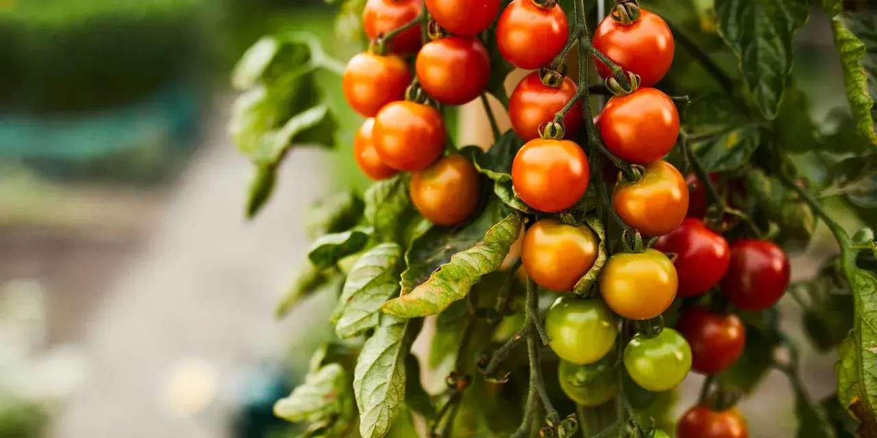 Grappoli di pomodorini ciliegino maturi e verdi pendono da un ramo, un vero spettacolo della stagione pomodori.