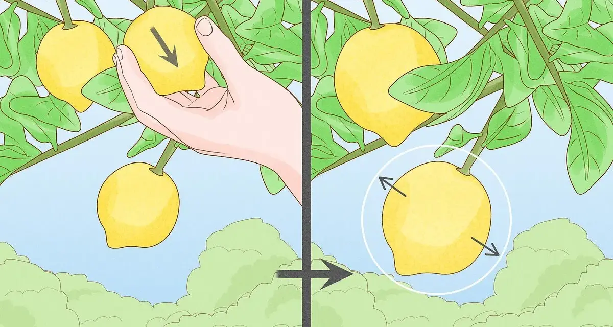 Immagine mostra come potare il limone: una mano indica la direzione di taglio su un frutto, poi un cerchio evidenzia il punto dove tagliare.