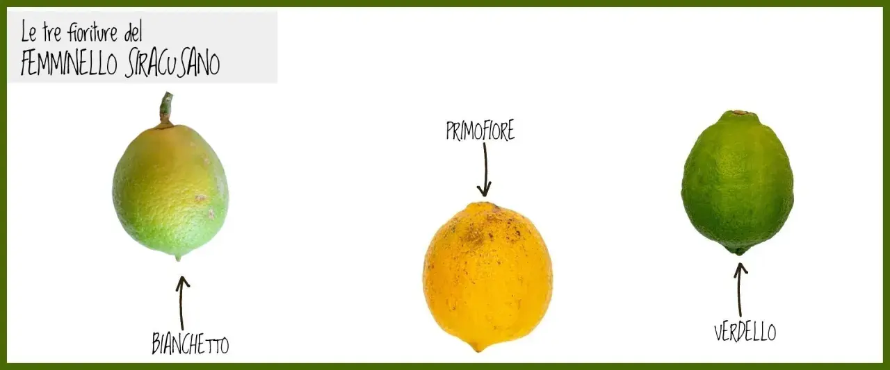 Tre limoni: Bianchetto, Primofiore e Verdello, che rappresentano le fioriture del limone maschio e femmina.