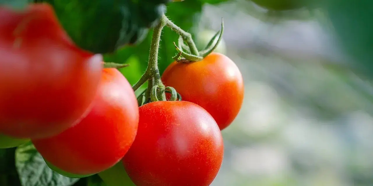 Pomodori maturi su un ramo. Impara come potare i pomodori per una crescita ottimale e raccolti abbondanti.