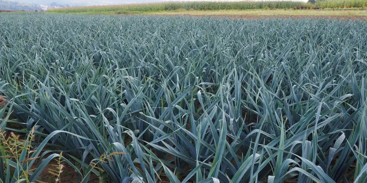 Campo rigoglioso di porri, pronti per la raccolta. La stagione dei porri è un momento di abbondanza per questo ortaggio versatile.