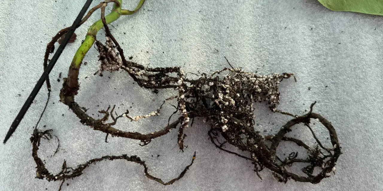 Radici di una pianta con residui di terra e piccole sfere bianche, forse indicative di armillaria mellea.