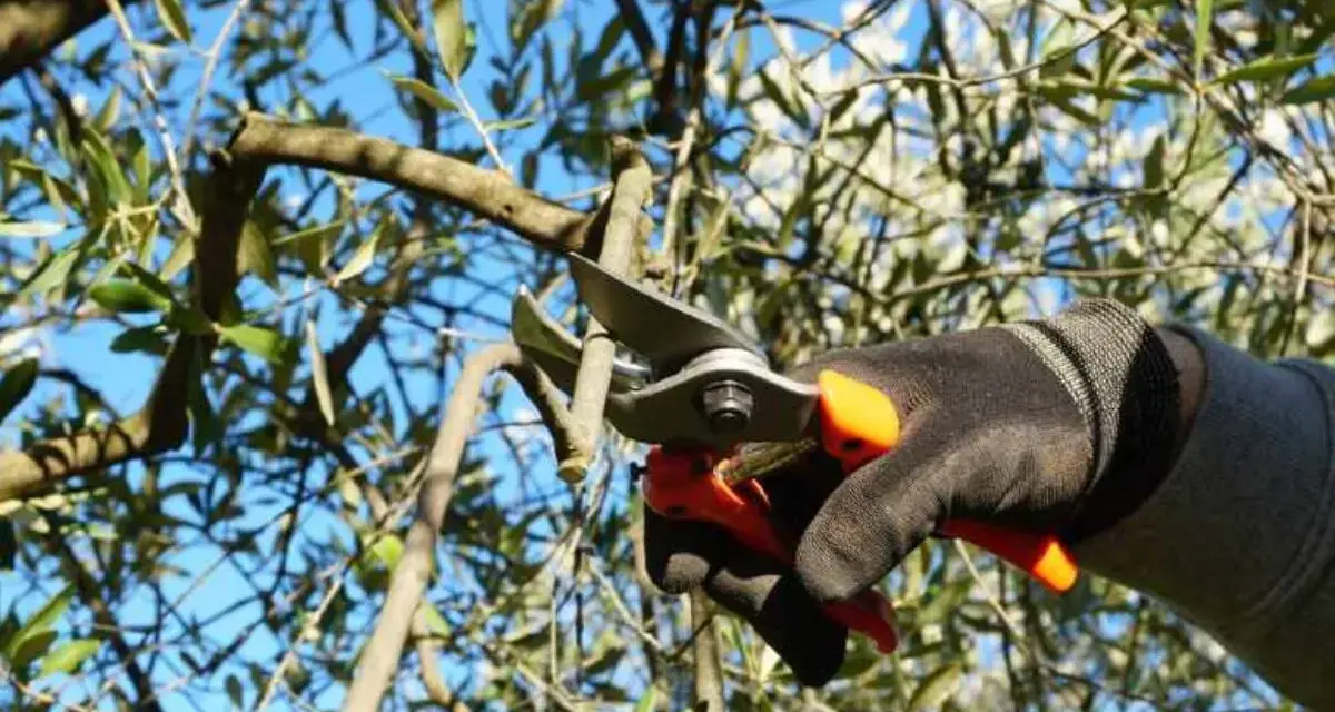 Mano guantata pota un ramo d'ulivo, un gesto essenziale per capire come riconoscere i rami fruttiferi e favorire la raccolta.