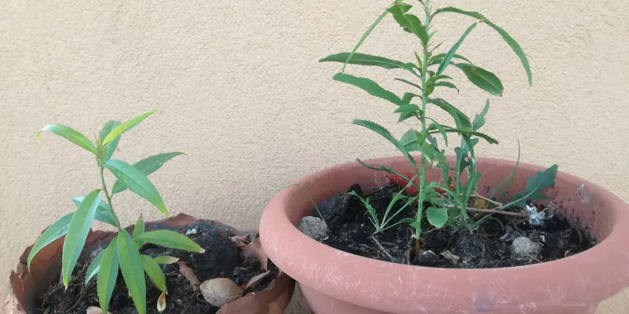 Giovani piantine in vaso, una forse da come piantare un seme di pesca.