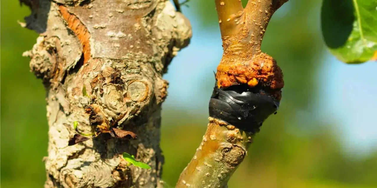 Un innesto su un ramo di albero, con la corteccia arancione e il nastro nero che unisce i due pezzi. Diversi tipi di innesto sono visibili.