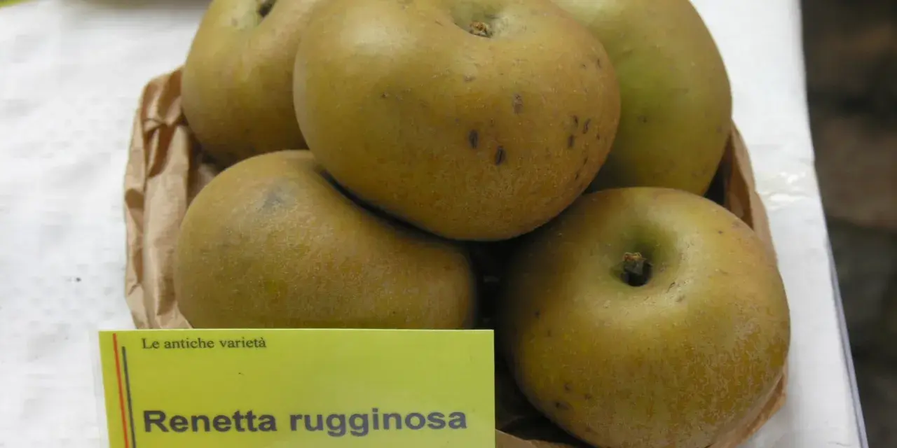 Mele Renetta rugginosa, un esempio di dove crescono le mele antiche, con la loro buccia ruvida e colore dorato.