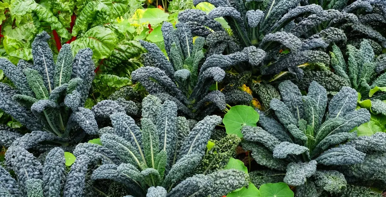 Cavolo nero rigoglioso in un orto, ideale per capire quando piantare il cavolo nero per un raccolto abbondante.