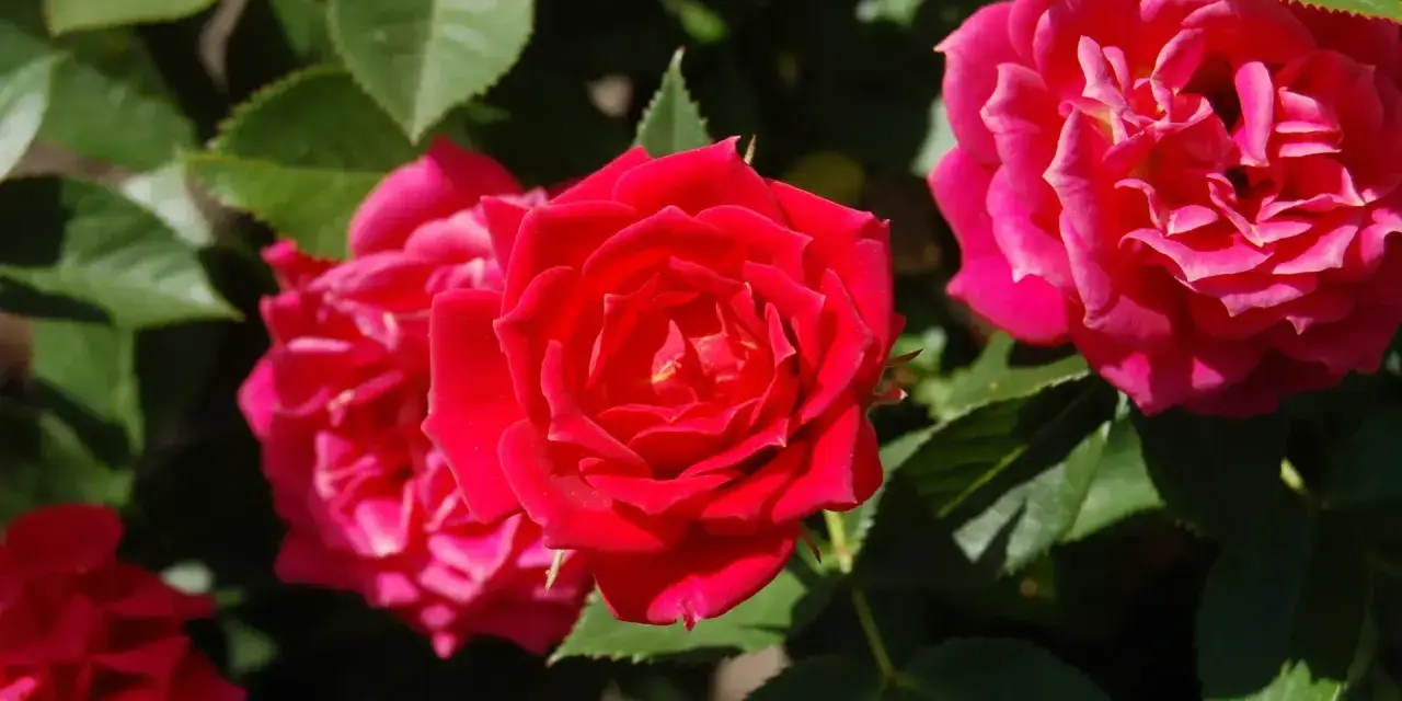 Un primo piano di una talea di rosa in acqua, con petali rossi vibranti e foglie verdi lussureggianti.