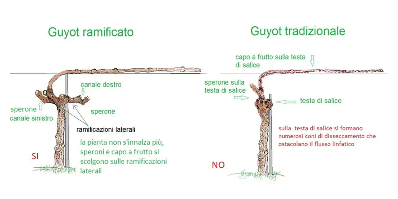 Confronto tra Guyot ramificato e tradizionale. Il ramo di vite nel Guyot ramificato è più produttivo.