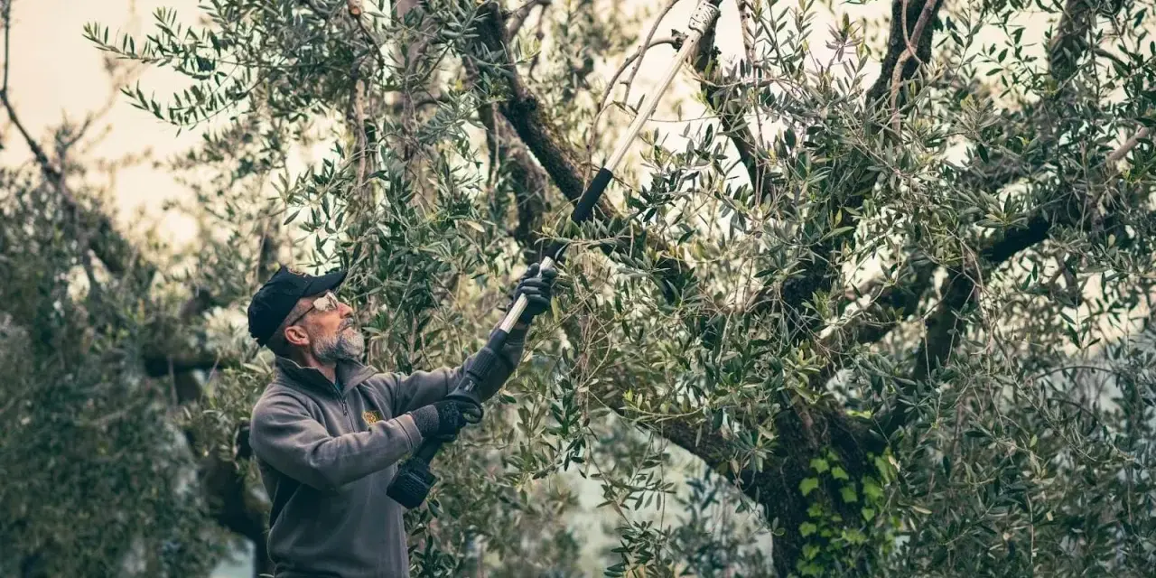 Un uomo pota un ulivo con un attrezzo elettrico. È il momento giusto quando si potano gli ulivi per favorire la crescita e la produzione.