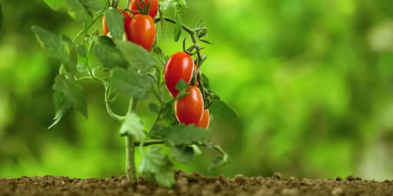 Un ramo di pomodori ciliegino maturi, rossi e succosi, spuntano dalla terra fertile. È il momento perfetto quando maturano i pomodori.