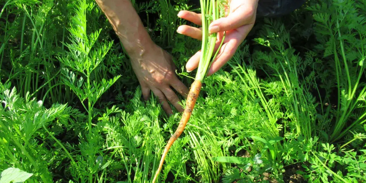 Mani che raccolgono una carota fresca dal campo verde. Momento perfetto quando si raccolgono le carote.