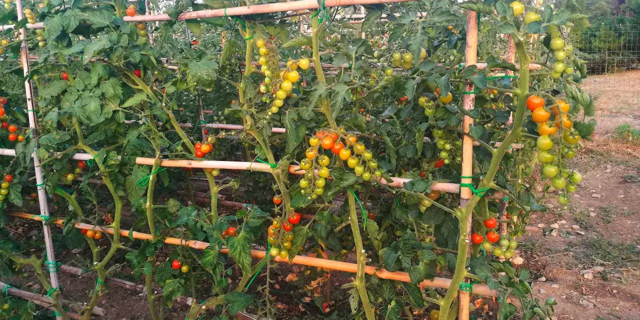 Pomodori maturi e acerbi pendono da piante rigogliose, sostenute da tutori di bambù. Un vero e proprio macerato di pomodoro in crescita.