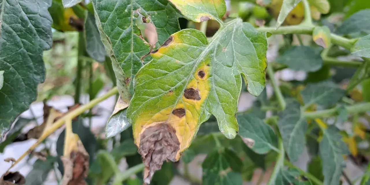 Foglie di pomodoro colpite da peronospora, con macchie gialle e marroni, e aree secche e necrotiche.
