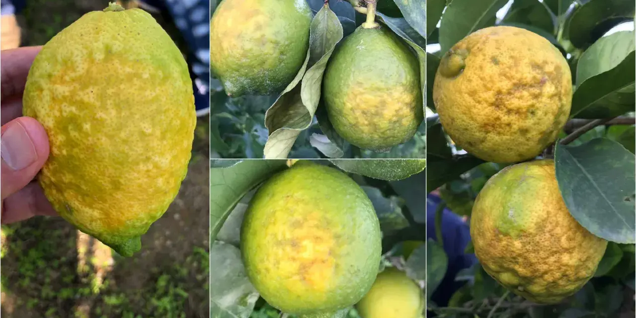Immagini di limoni con macchie gialle e irregolari sulla buccia, indicative di malattie del limone.