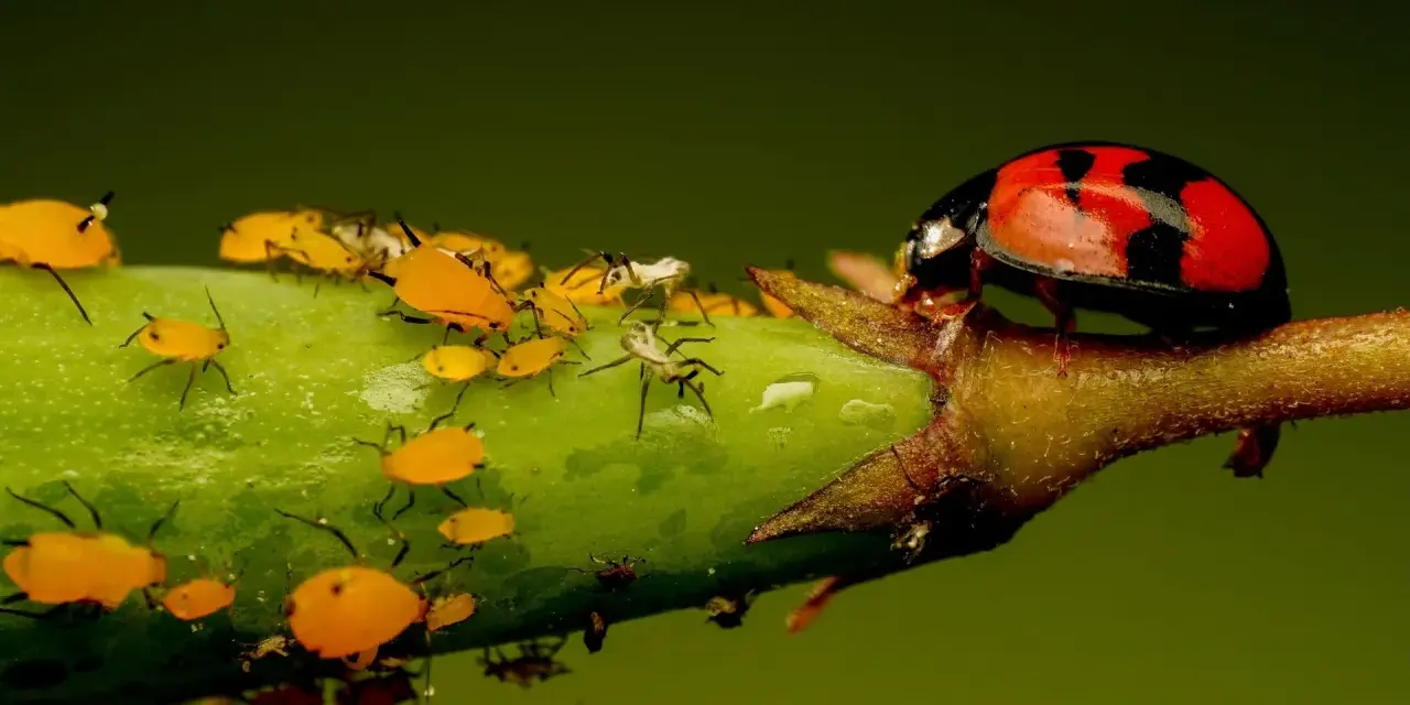 Coccinella rossa e nera su un ramo verde, circondata da afidi gialli e un insetto bianco peloso.