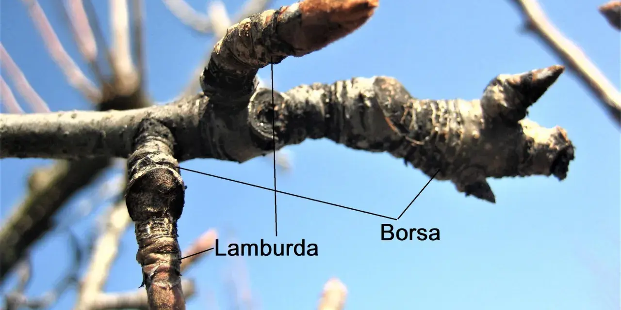 Rami di pero con gemme, una "borsa" e una "lamburda" visibili, pronti per la potatura.