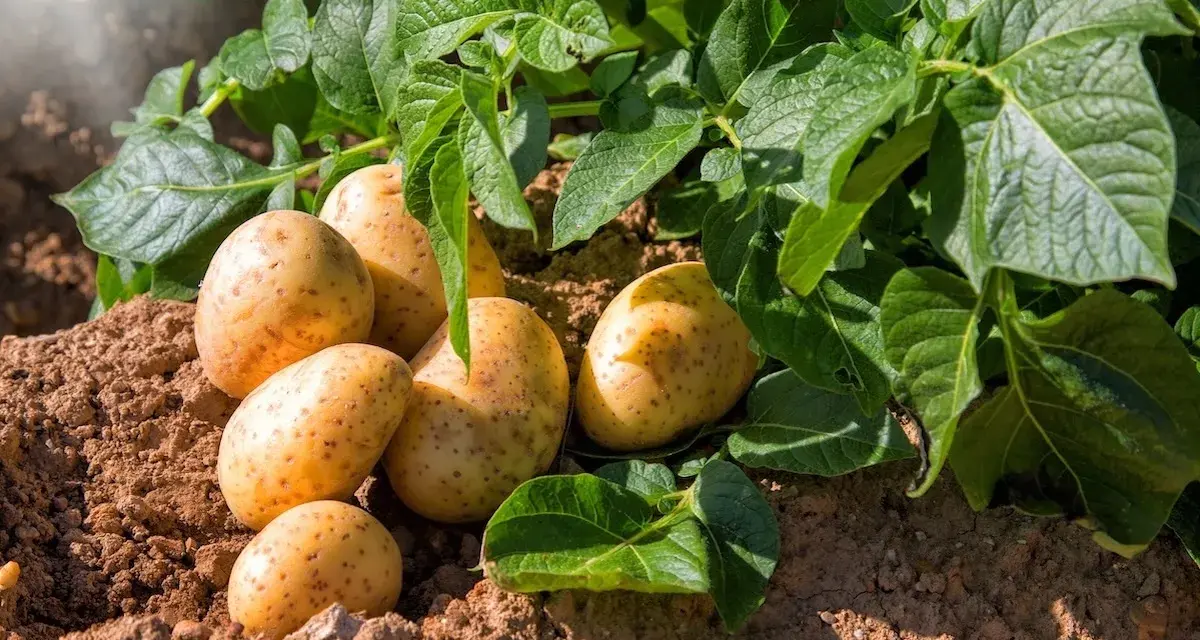 Patate appena raccolte nel terreno, con foglie verdi rigogliose. Speriamo che la tignola della patata non abbia fatto danni!